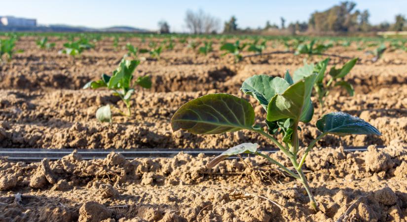 Nagy lehetőség a magyar gazdáknak: sokat bukhat a jövőben, aki nem él vele