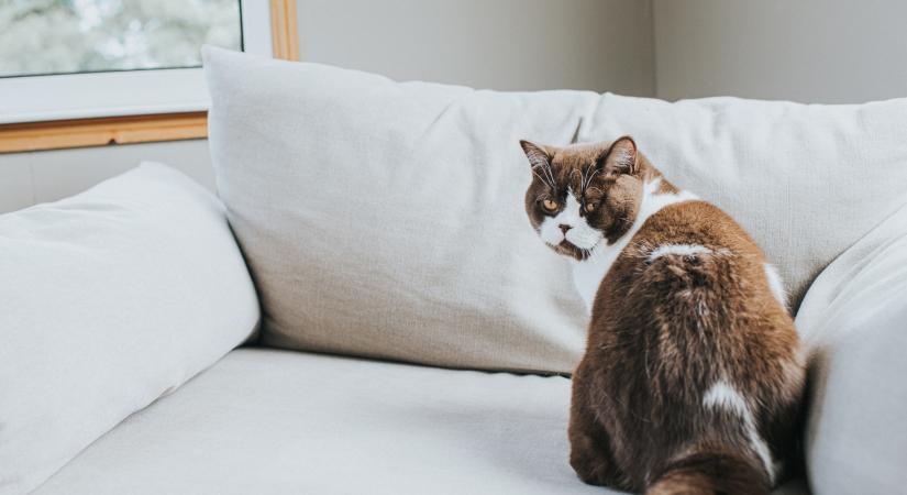 Ezért rángatózik a cicád bőre és érzékeny az érintésre