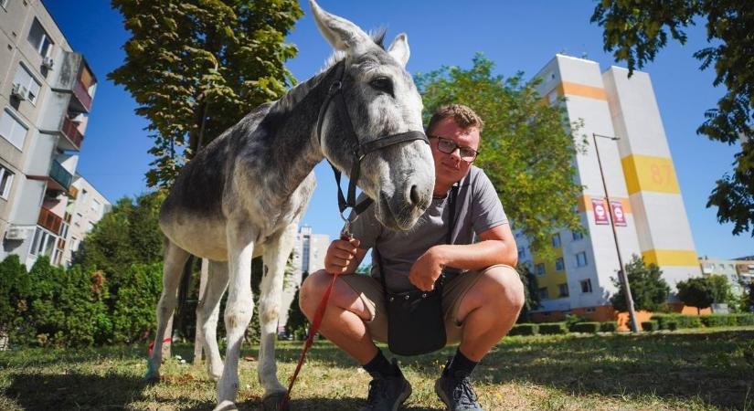 Megható fordulat: regény születik Füles, az ország kedvenc csacsijának életéből