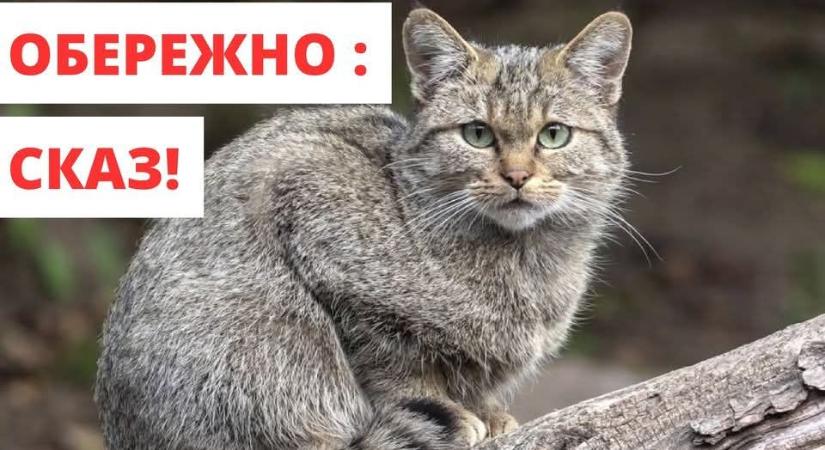 Karantént rendeltek el veszettség miatt a Dolhai kistérségben