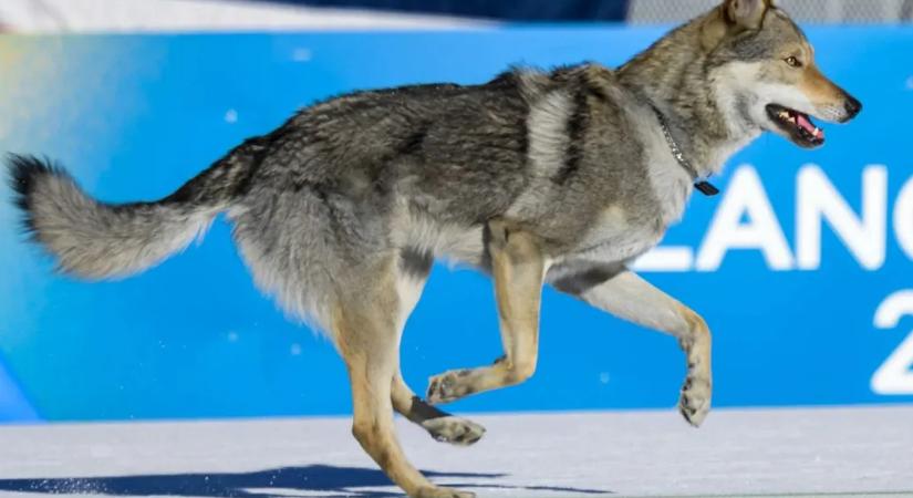 Elutazott a család, ekkor szökött be az olimpiai sífutópályára az a kutya, akiről még célfotó is készült