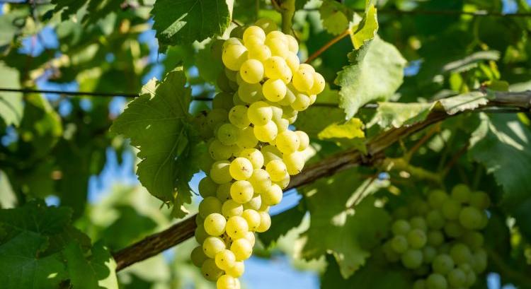 Hiába a plusz kör, zsugorodik a szőlő