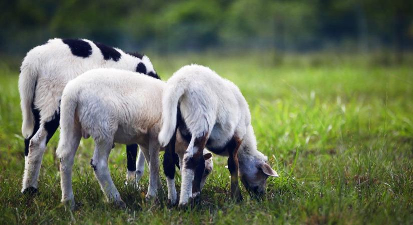 Juh- és kecsketartók, figyelem! Jakabszálláson mondják el, mi vár ránk