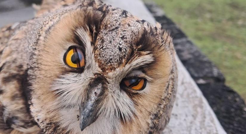 A nagymágocsi bagoly ezt jól benézte, hatalmasan koppant!