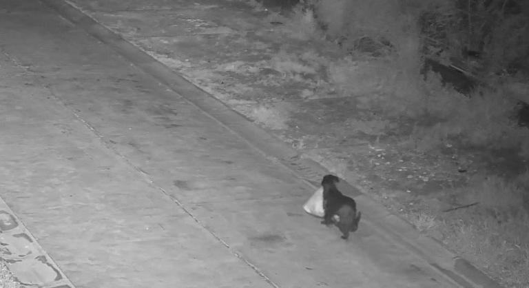 Illegális szemétlerakásra tanította be a kutyáját egy szicíliai férfi