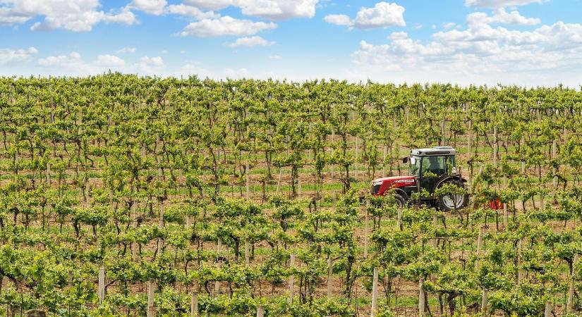 Szigor: Három évre eltilthatják a támogatásoktól a szabálytalankodó borászokat