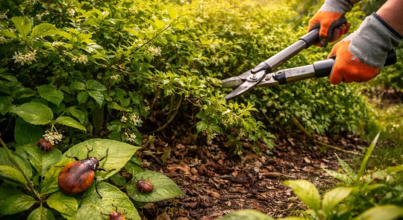 Ez a növény a magyar kertekben a legnagyobb kullancs mágnes, mi már inkább kivágtuk.