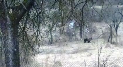 Négy bocsával tűnt fel egy anyamedve Fenyvesvölgyön, az Ungvári járásban