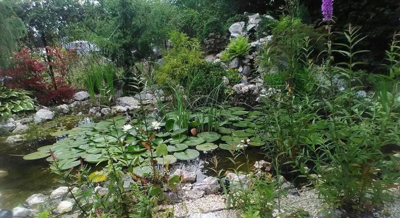 25 ezer forint alatt nem metszenek gyümölcsfát, alig találni embert a kerti munkákra Szolnokon