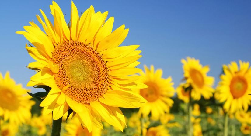 Hatékony védelem kiszámíthatatlan körülmények között