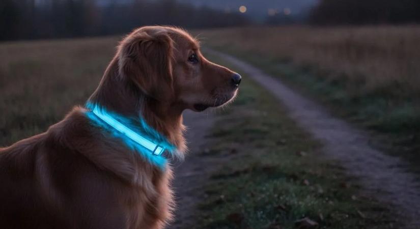 Döbbenetes vallomást tett a tréner: bizarr képességgel bír a kutyája