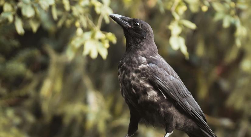 Elég volt a károgásból? Munkába állnak a szakemberek Veszprémben