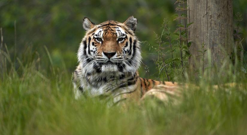 72 tigris pusztult egy thaiföldi vadasparkban egy fertőzés miatt