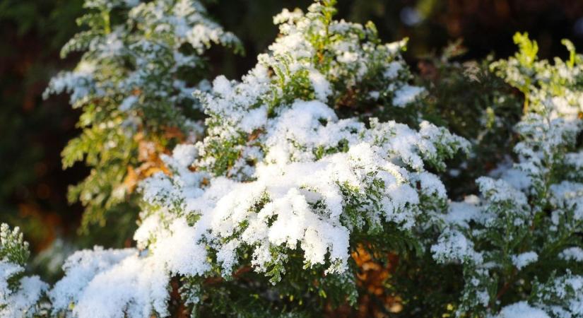 Tuják hónyomása: februárban így mentsd meg a szétcsúszott koronát