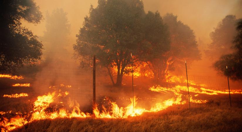 Az erdőtüzek lappangó hatása: évente 8 milliárd tonna talaj veszik el világszerte