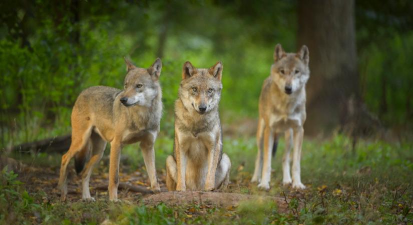 Mi folyik a franciáknál? Rengeteg ilyen állatra adtak ki kilövési engedélyt