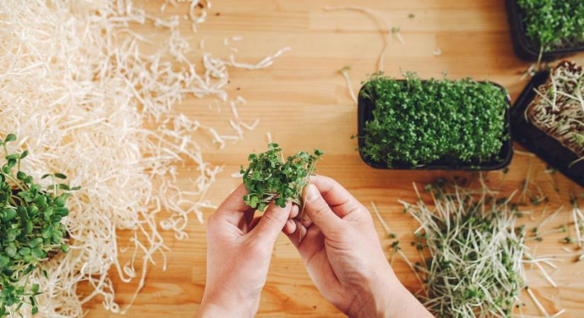 Csíráztatás lakásban: 10 perc munka, mégis friss zöld februárban
