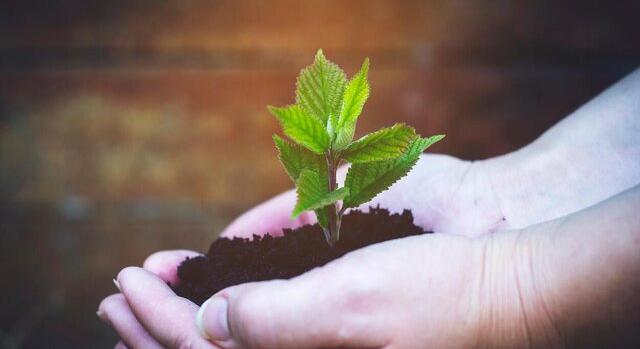 Természetes megoldások a talajjavítás szolgálatában
