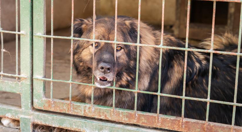 Egy döntés, ami életeket menthet – Mert minden mancs számít