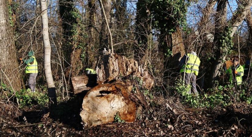 Megkezdték a veszélyes fák kivágását (galéria)