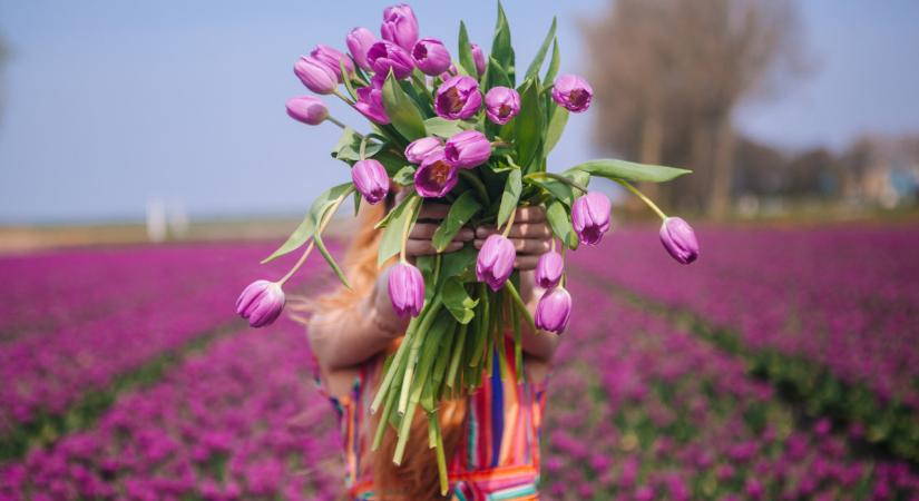 Íme a 2026-os tulipánszüretek első időpontjai: ennyiért szedhetsz csokrokat a legszebb helyeken