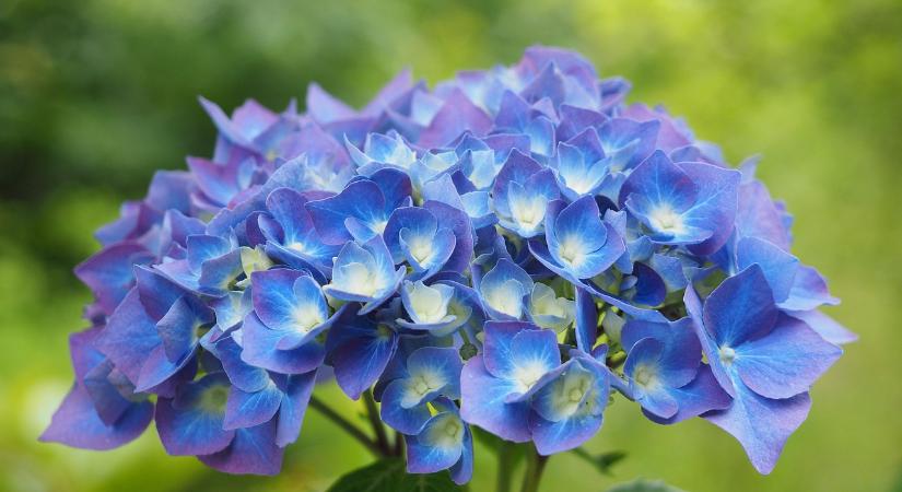Metszési tippek a dúsan virágzó hortenziáért