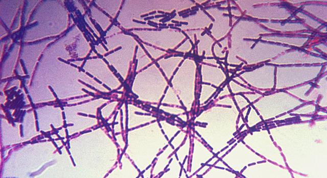 Az angolok anthraxszal okoztak volna éhínséget Németországban