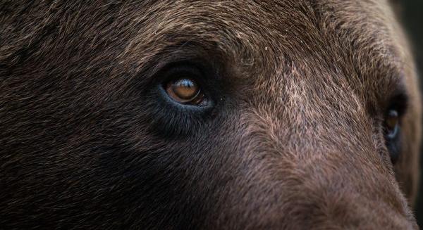 Medvét gázolt halálra a vonat Szlovákiában