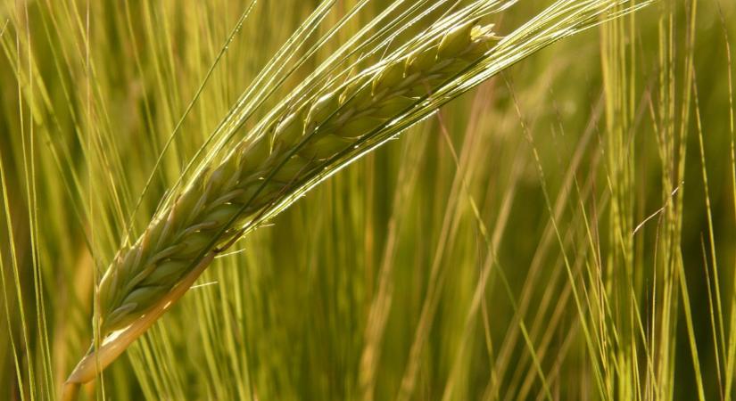 Közel 3 milliárd forint kárt okoztak a beszállítókat átverő malomipari vállalkozók