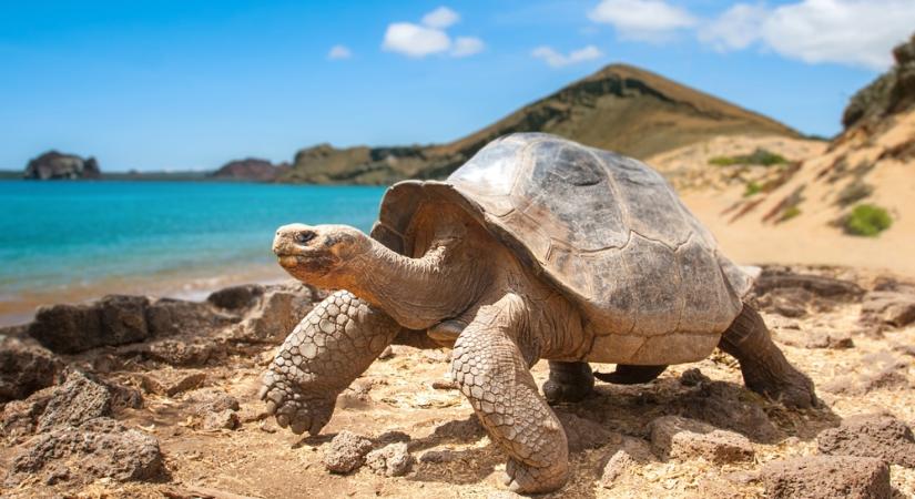 Régóta kihalt óriásteknős-fajt telepítettek vissza egy galápagosi szigetre