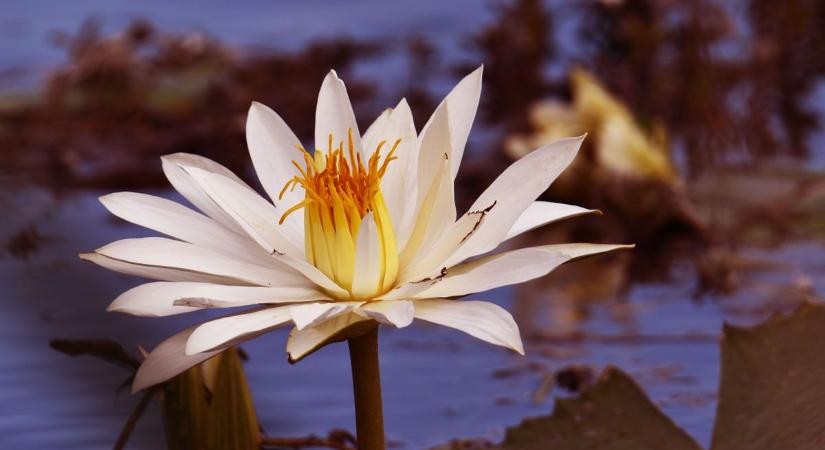 5 varázslatos kirándulóhely Zalában, ahol tavasszal életre kel a természet – ezt látnod kell!