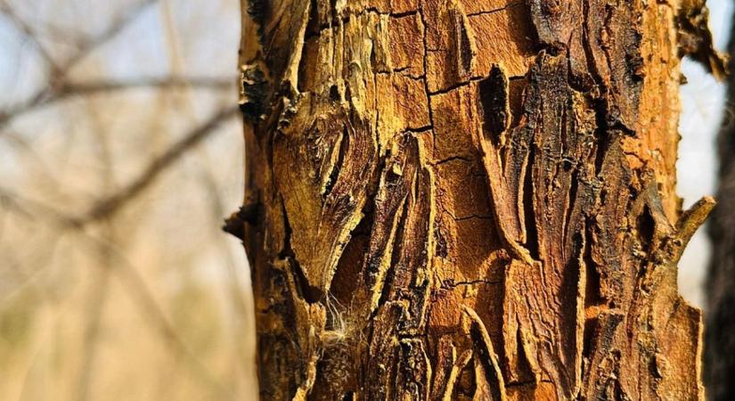 Kéregrepedés megelőzése februárban – mi működik a napsütés-kár ellen?