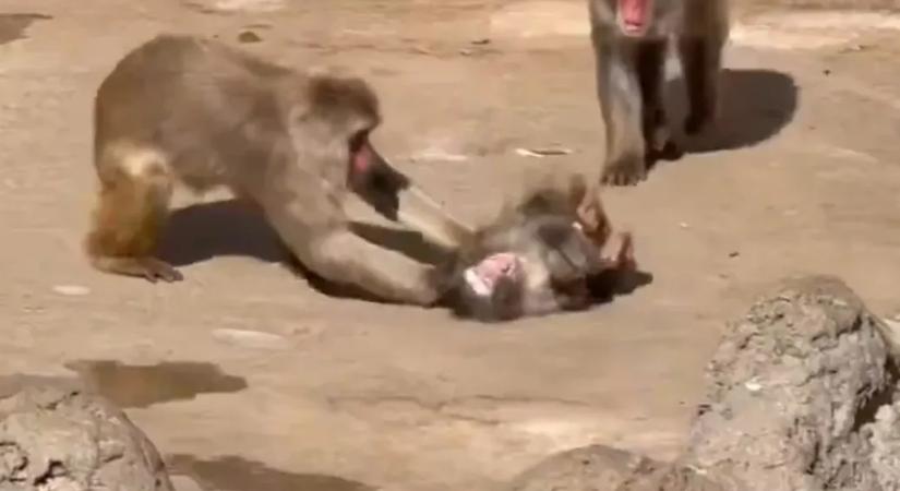 Milliók aggódtak Punchért, a plüss orángutánnal barátkozó makákó kölyökért, miután kikerült egy videó, amin megtámadták a többiek