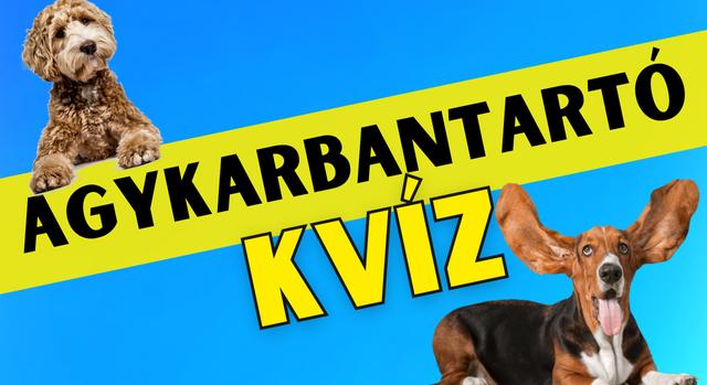 Napi agykarbantartó feladat: Hanyadik kutya volt a képen? A legtöbben rossz mancsra figyelnek!