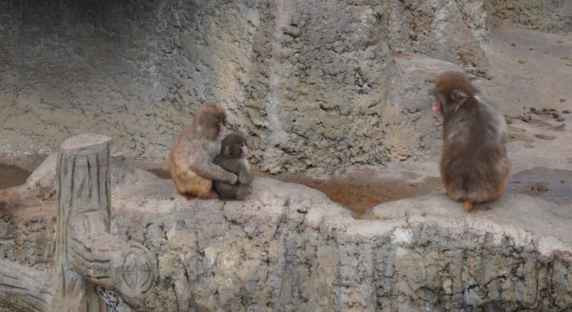 Milliók aggódtak a kölyökért, aki egy plüssjátékkal helyettesítette az anyukáját