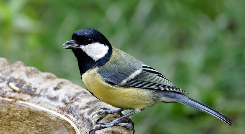 Madáritatás fagyban: így marad folyékony a víz egyszerűen