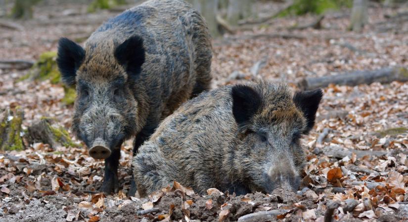 Fokozódik a járványhelyzet a spanyoloknál: újabb eseteket találtak