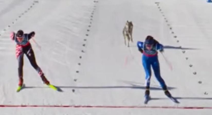 Kutya a téli olimpián – gazdája élő adásban látta meg versenyző ebet