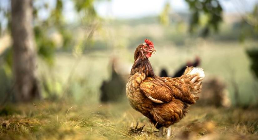 Az emberek 2 százaléka találja meg a csirkét a fürdőszobában: te köztük vagy?