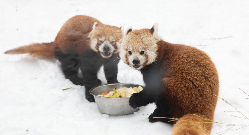 Mit eszik naponta 7000 állat? Kulisszatitkok a budapesti állatkert konyhájából