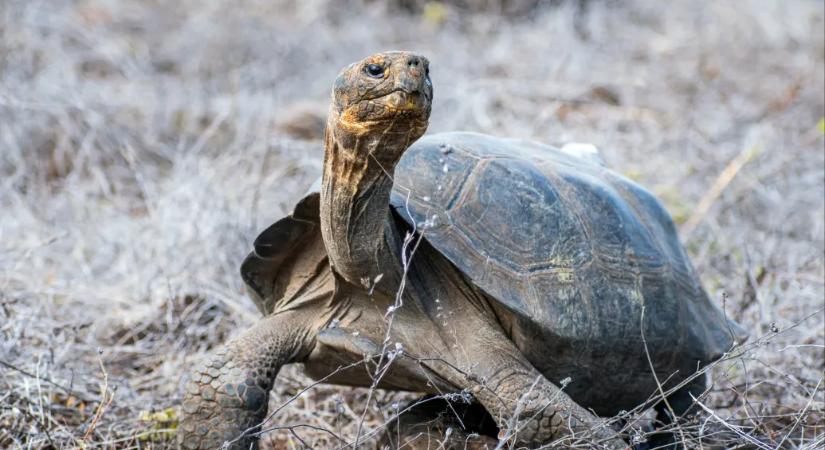 Egy kétszáz éve kihalt óriásteknős-fajt telepítettek vissza egy galápagosi szigetre