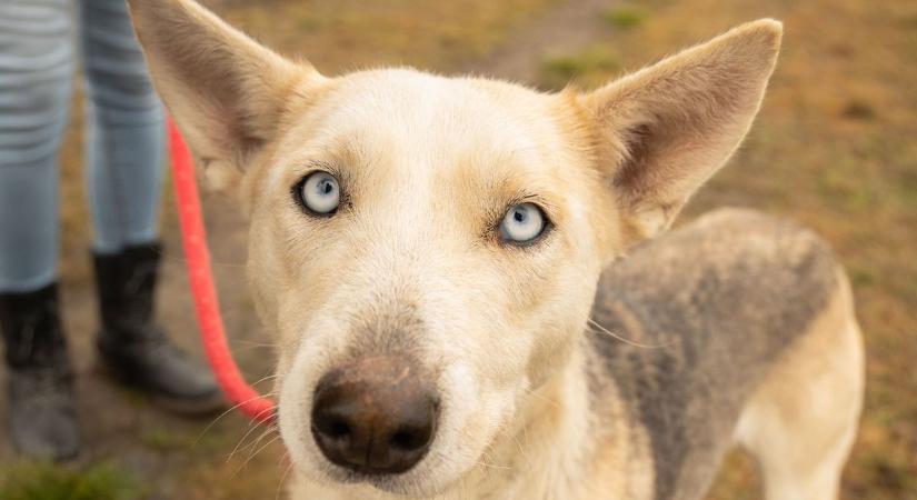 Egy mókás kutyus, a barátságos Suzy vagy Barka Mama biztosan imádná
