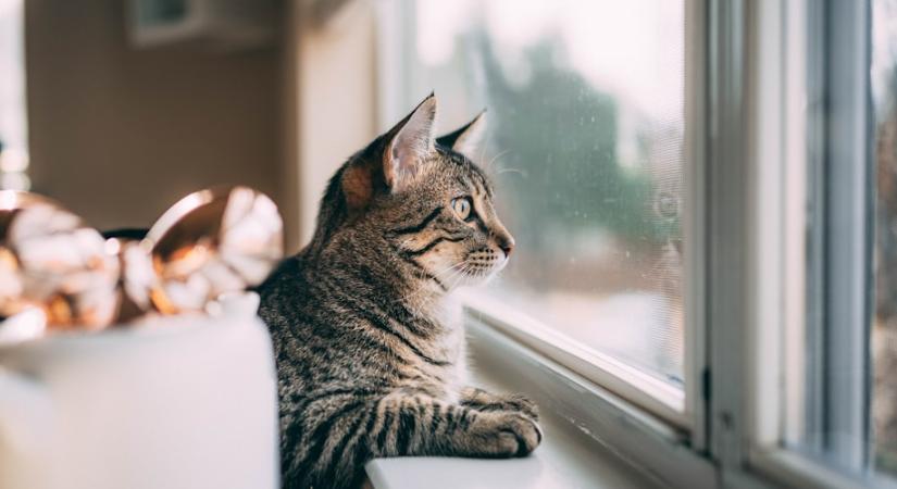 Miért „csetteg” a macska az ablakban? A jelenség valódi oka