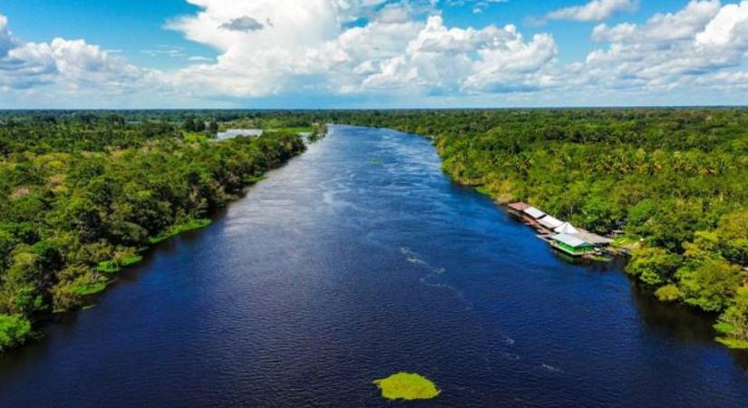 20 milliárd dolláros eső: az erdők aranyat érnek