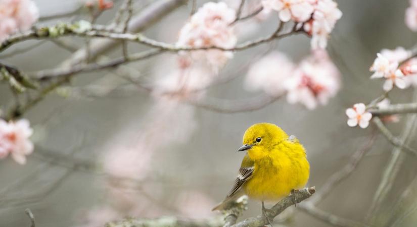 Időjárás 2026. február 22.: Enyhe, helyenként csapadékos nap vár ránk