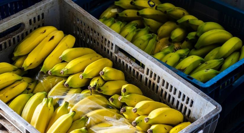 Mérgező fémeket találtak banánban a brazil bányaszerencsétlenség után