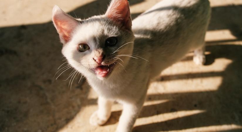 Miért „beszélnek” a macskák? Ezt jelenti, ha válaszolgat neked a cicád