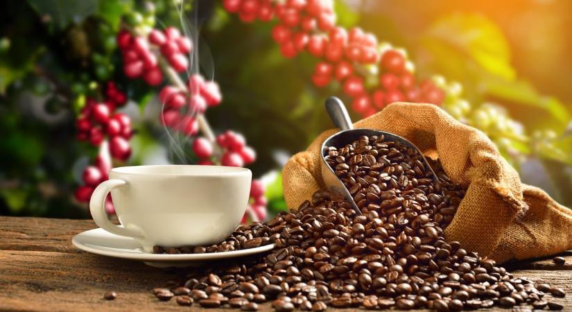 Vége a szűk esztendőknek a kávépiacon – mind a két fontos fajta olcsóbbá válhat