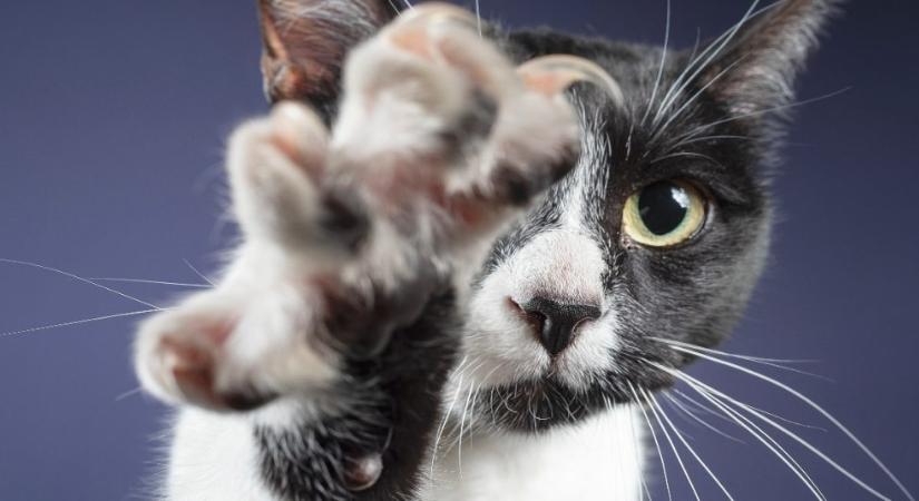 A macskák bosszantó szokásai valójában titkos üzenetek: ezt jelentik