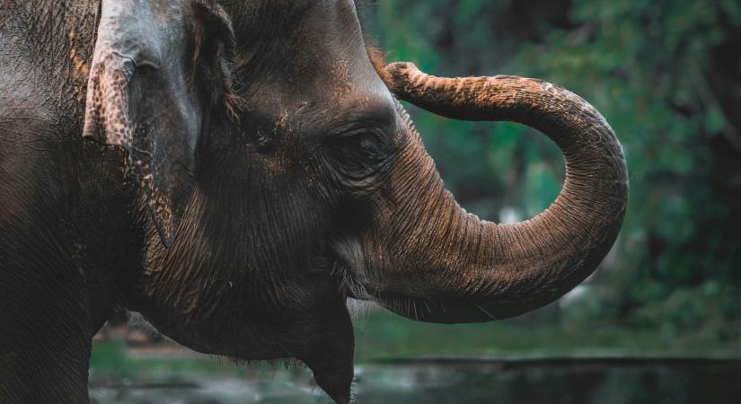 1000 érzékszőr teszi az ormányt létfontosságú érzékszervvé
